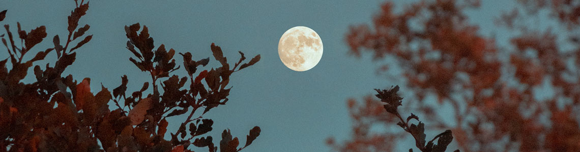 Volle maan door de bomen