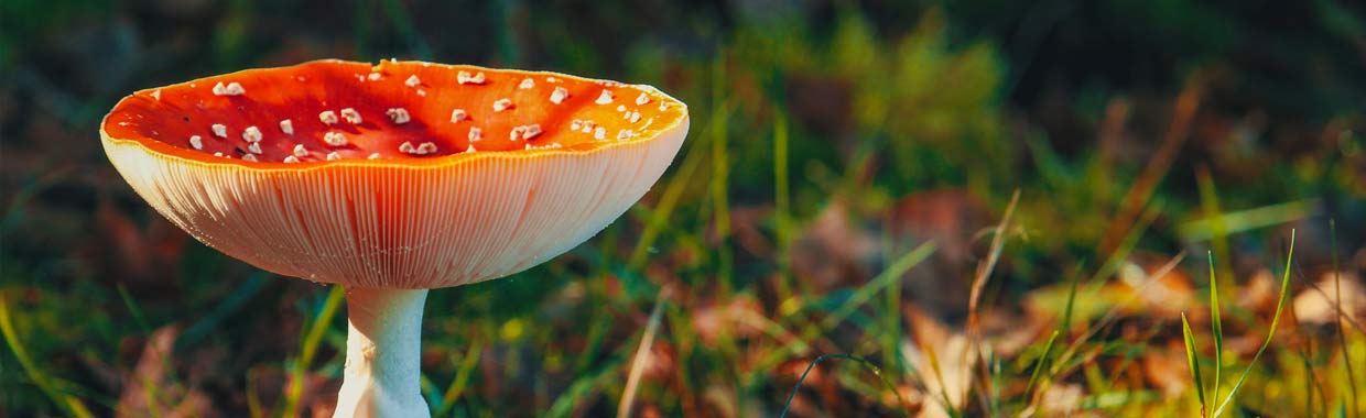 Paddestoelen in de herfst