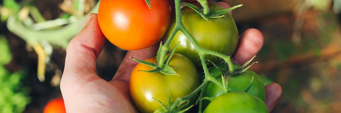 Zaaien, planten en oogsten in juni