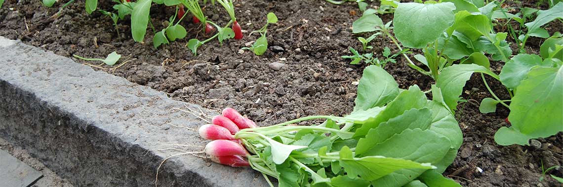 Moestuin kalender oktober