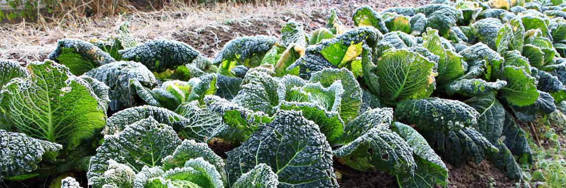 Moestuin winter (december)