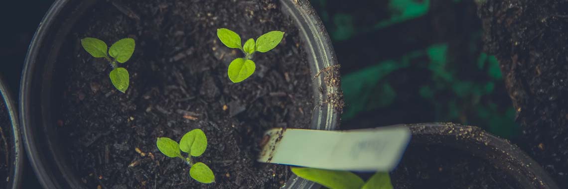 Zaaien, planten en oogsten in februari