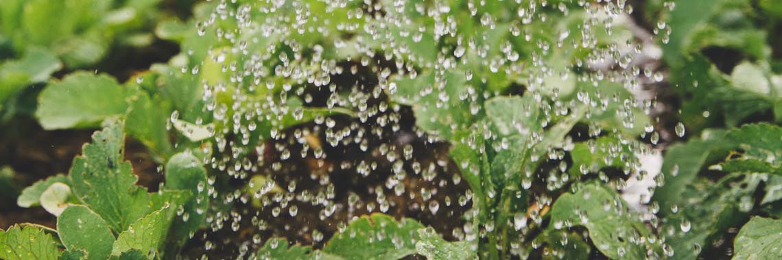 Zaaien, planten en oogsten in mei