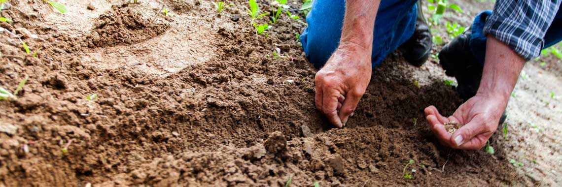 Zaaien, planten en oogsten in maart