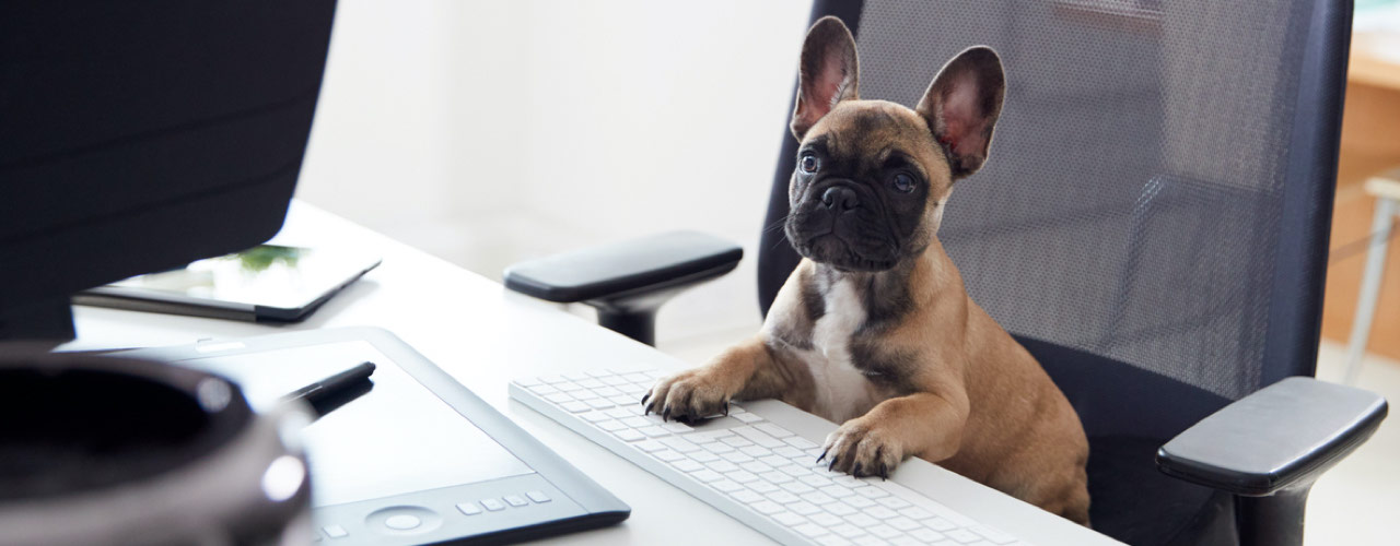 neem je hond mee naar je werk dag