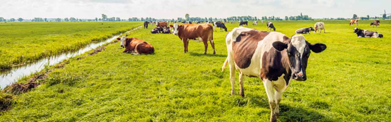 Zomer in Nederland (koe)