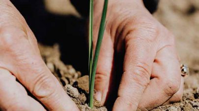 tips om je eigen moestuin te beginnen