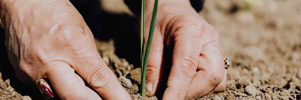 tips om je eigen moestuin te beginnen