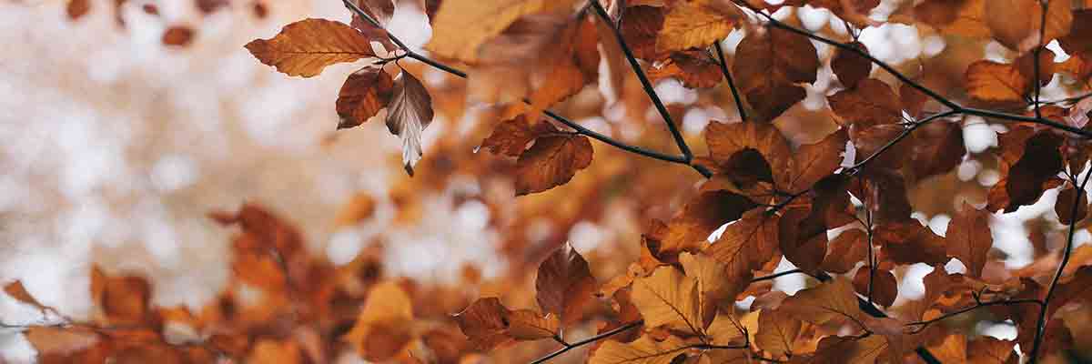 de voordelen van de herfst en de winter