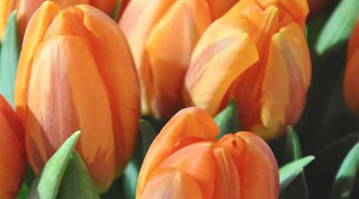 de voordelen van de zomer en lente