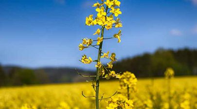 internationale dag van de biodiesel