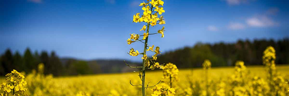 internationale dag van de biodiesel