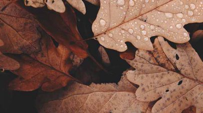 de herfst vakantie staat voor de deur