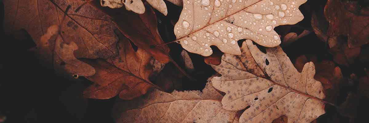 de herfst vakantie staat voor de deur