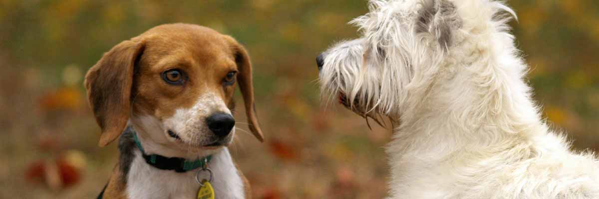 2 lieve honden