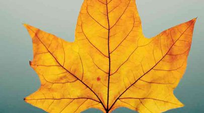 Is de herfst al begonnen?