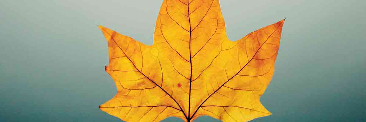 Is de herfst al begonnen?