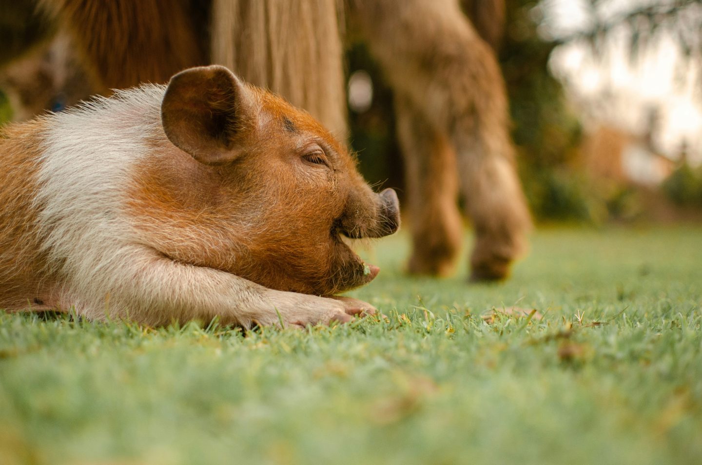 De biologische klok van dieren hoe zij tijd ervaren