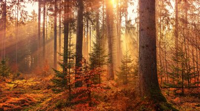 Hoe seizoenswissels invloed hebben op je concentratievermogen