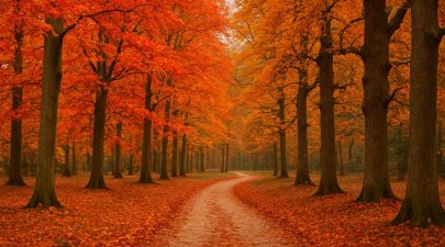 Wanneer en waarom veranderen de bladeren van kleur? De biologie achter herfstkleuren